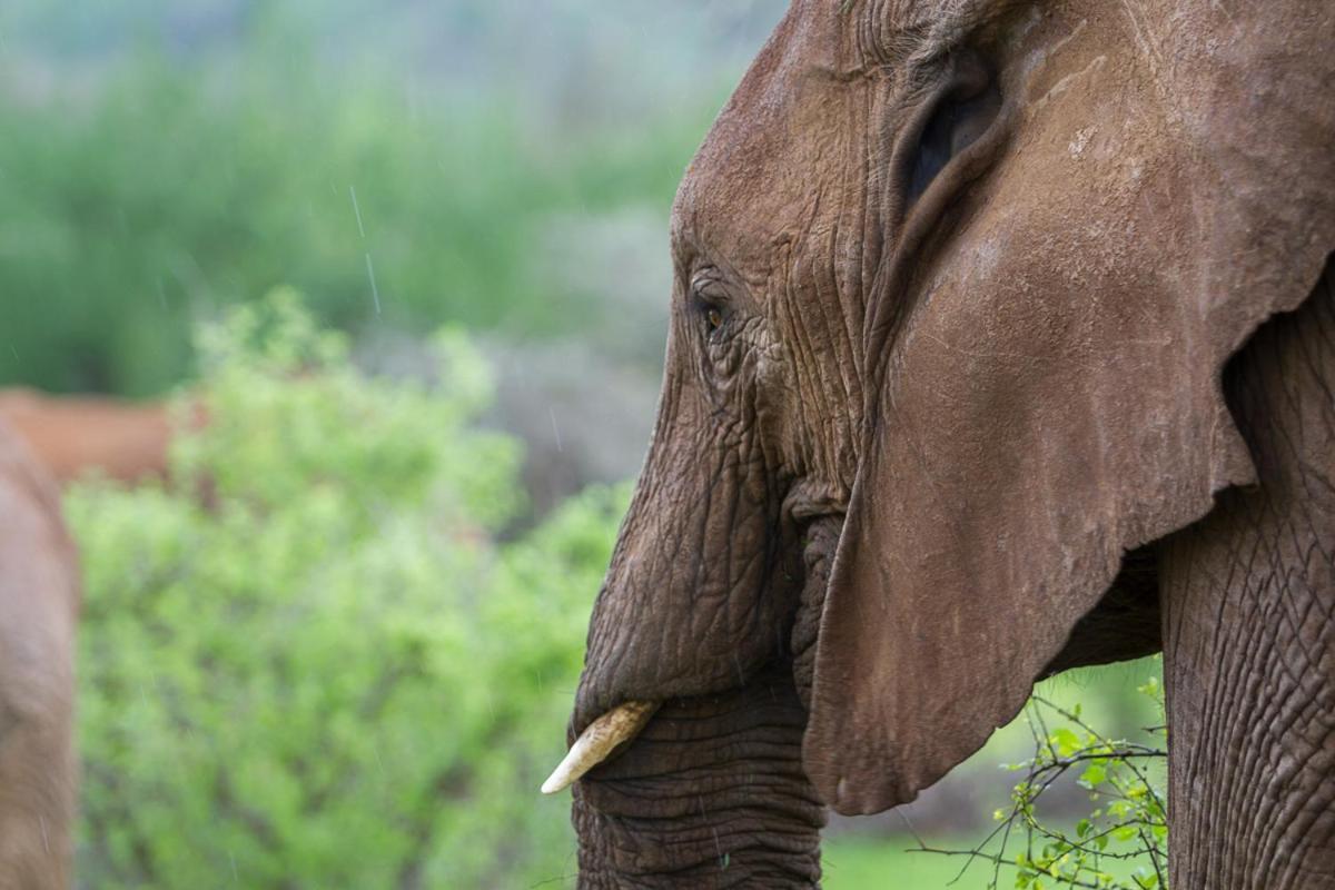 Elephant Bedroom Camp - Samburu Archers Post Exterior foto